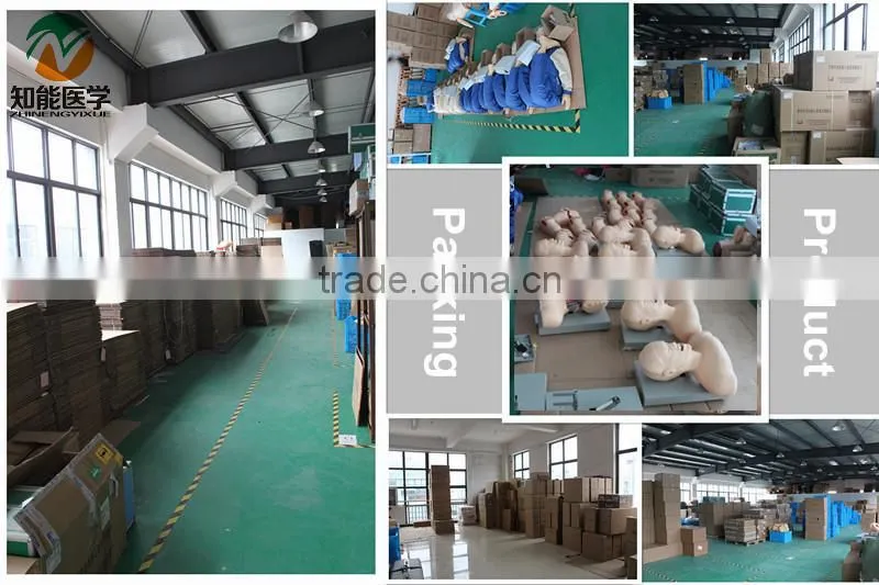 High Quality Ear Chinese Acupuncture Model
