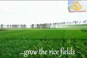 vietnam rice,5,15, 25,100,% Broken
