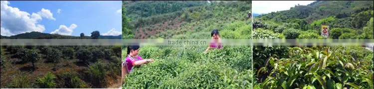 China supplier top grade black tea and herbal teabag looking for distributors in India