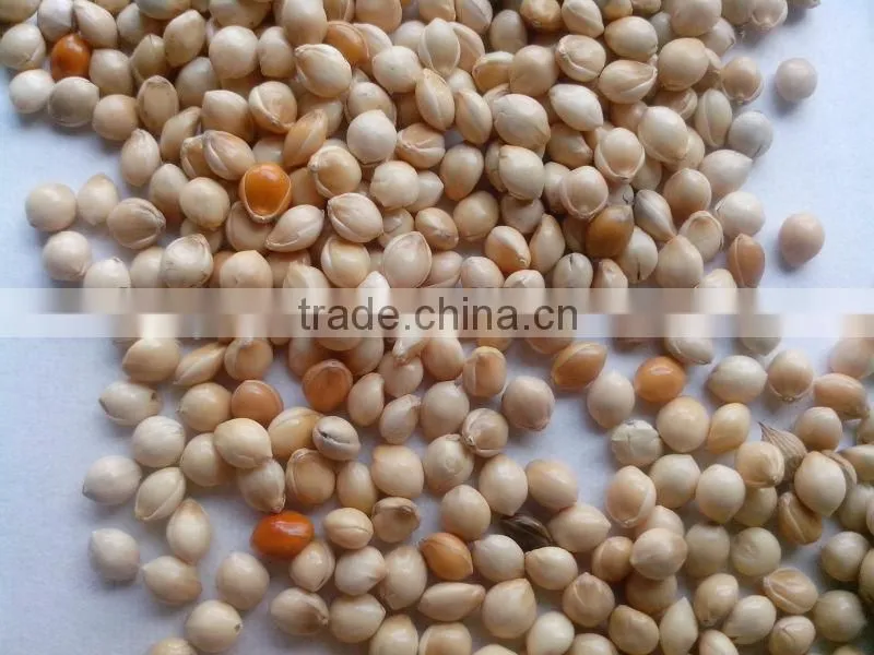 white broomcorn millet