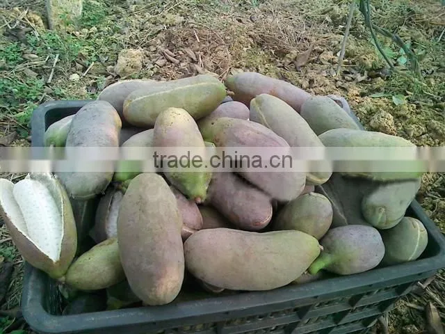 High Quality Rare Fruit Tree Seeds For Planting Holboellia latifolia Wall Seeds
