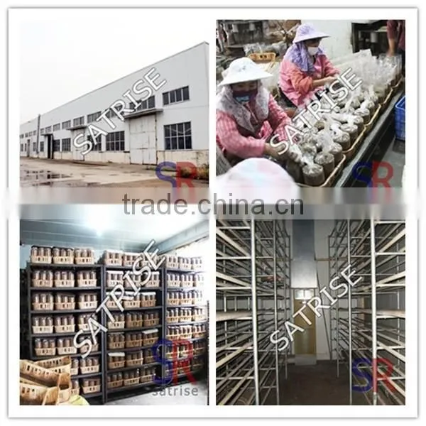 High quality inoculation stick for oyster cultivation