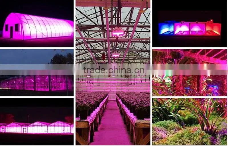 Cob Led grow lights 600 W indoor light to grow plants