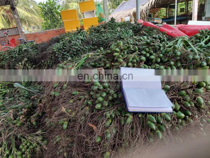 Vietnam High Quality Fresh Areca nut/Betel Nuts