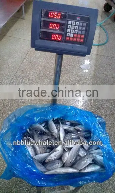 New Ningbo frozen fish brand canned mackerel