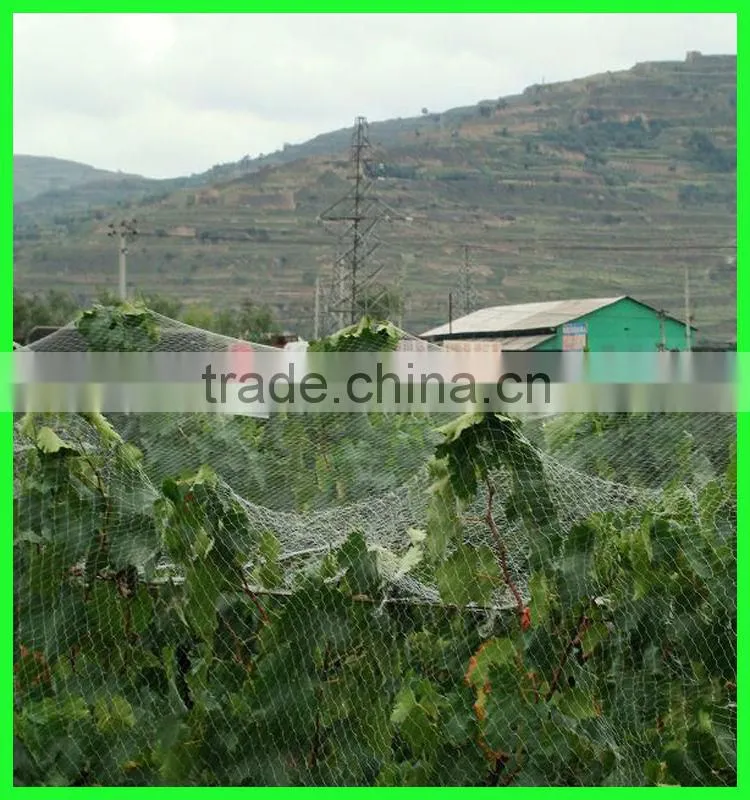 high strength HDPE extruded fruits protective bird netting