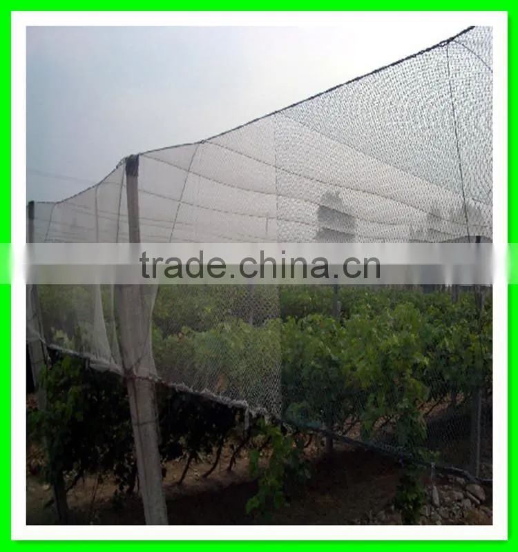 China manufacturer supply various woven hail protection mesh/anti hail structure netting/agriculture hail proof net