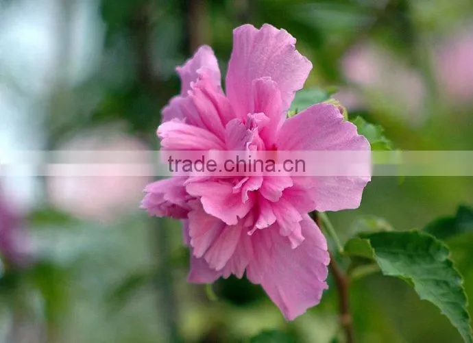 Special herb oil 100 Pure and Natural MUSK SEED Oil Rose-of-Sharon/Shrub-althea