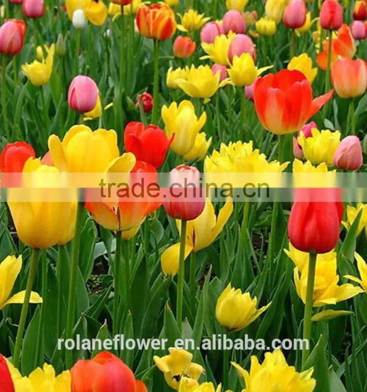 export wedding decorative fresh flower hot pink tulip