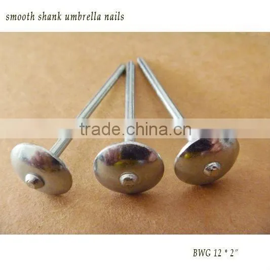 1"--6" polishing flad head iron nail (factory)