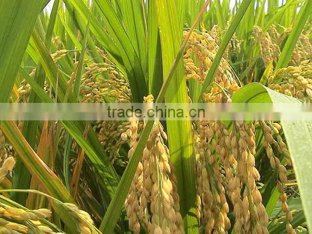 Chinese Good price NON-GMO Pure White Rice Vinegar 150ml Salad