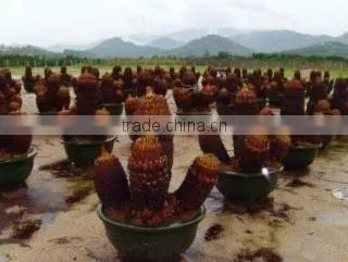 Evergreen Nurseries Agri-Tech LTD Fujian company overview - view 4