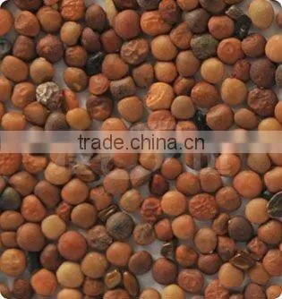 The Newest lentil Color Sorter Machine