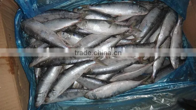 good quality sardine for bait/can