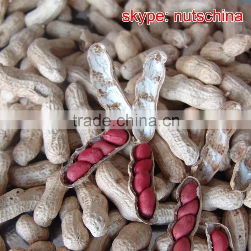 Chinese red skin peanuts 50/60 shandong FOR MACEDONIA /ALBANIA/NETHERLAND/TUNISIA