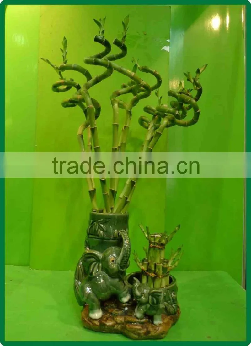 60cm spiral lucky bamboo air bonsai tree dracaena sanderiana indoor ornamental water aquatic plants garden decoration