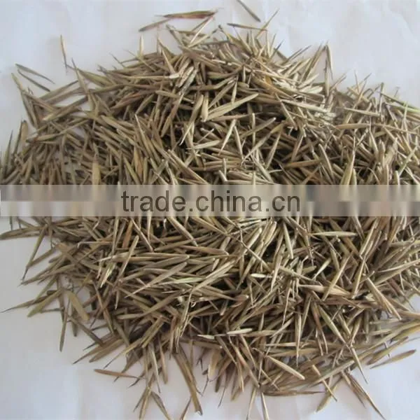 Moso Bamboo Seeds for Sales