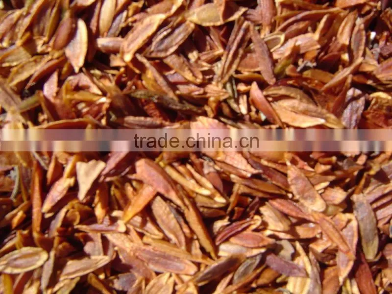 High Quality Lilac Syringa oblata Winter Daphne seeds