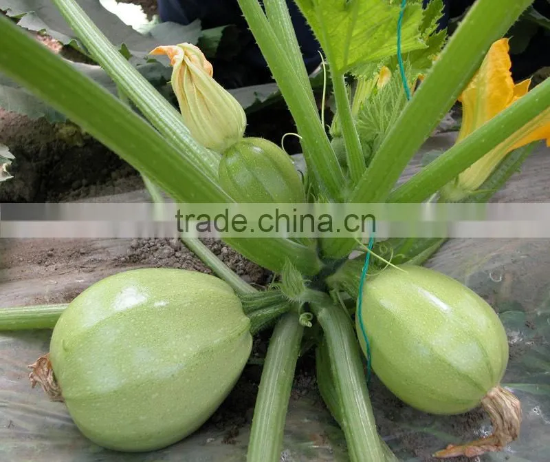 SQ08 Yuzhu round shape squash seeds for planting, different types of squash seeds