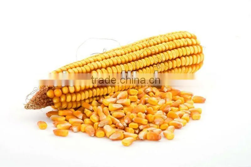 Corn thresher/ Maize thresher/corn threshing machine