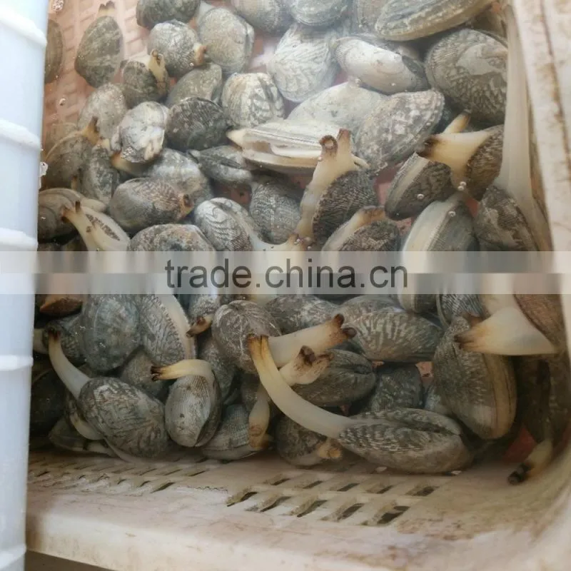 Top Quality Clams With Shell for Sale