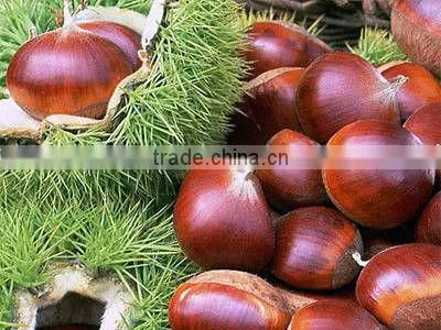 Chinese Fresh Chestnut