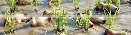 Japanese fresh natural soap made from high class rice
