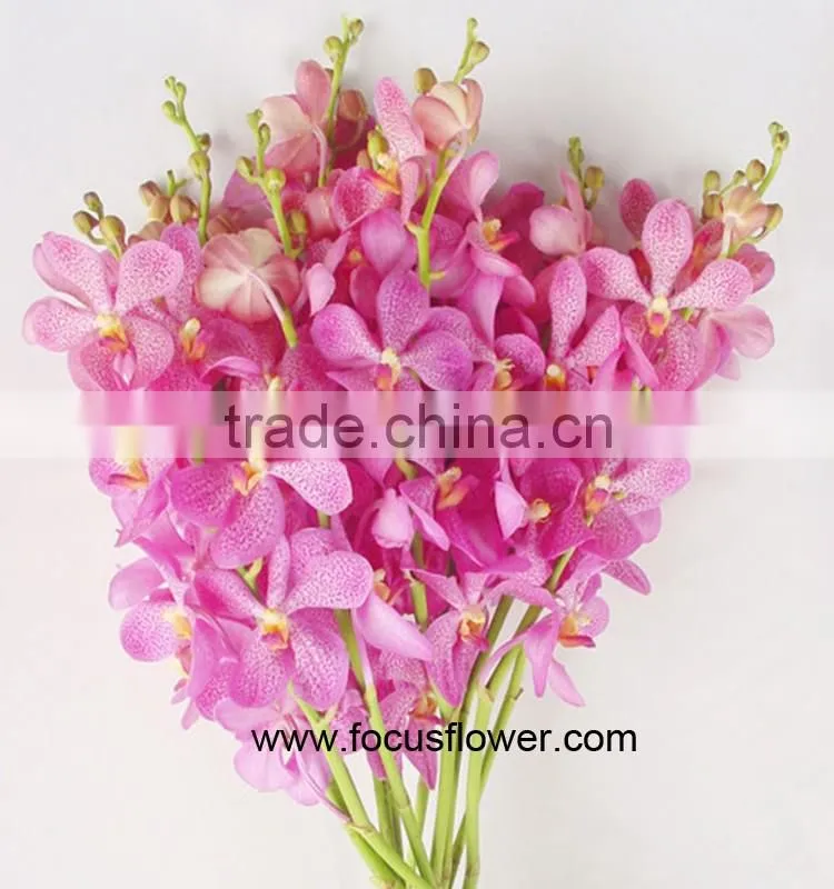Ornamental Plants Fresh Cut Dendrobium Orchid From Kunming