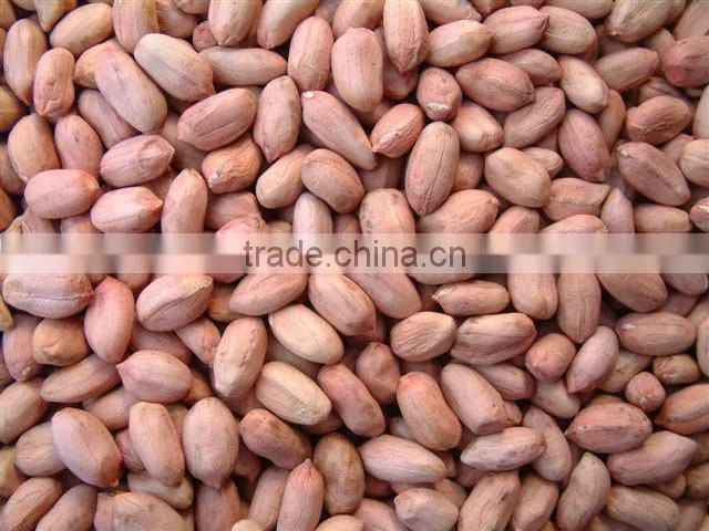 Peanut Kernel