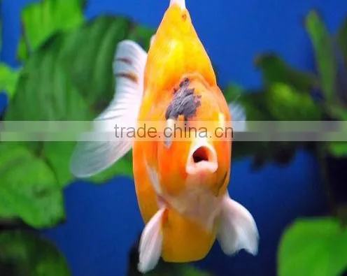 Japanese filter mat for aquarium (manufacturer)