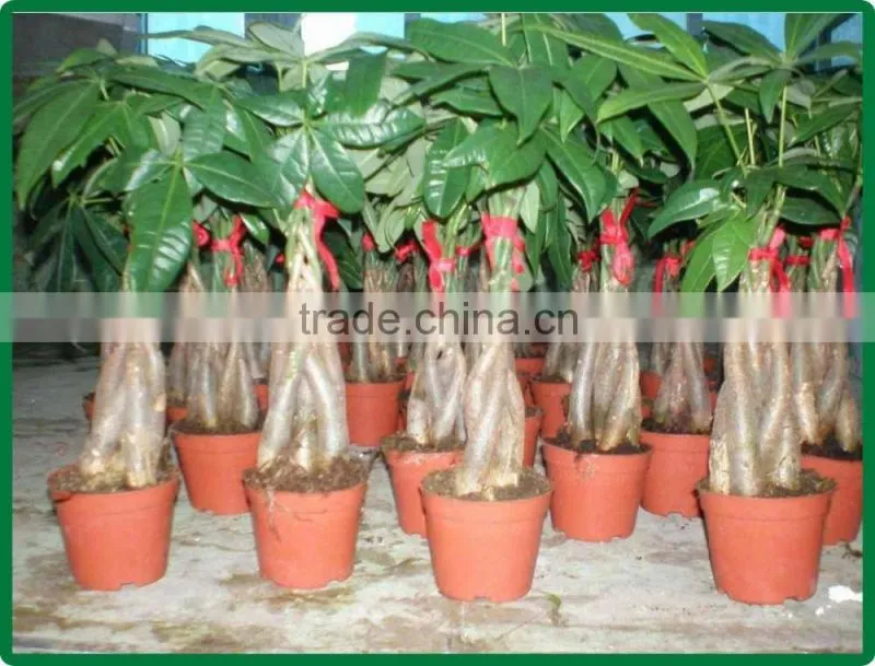 5 braided mini pachira macrocarpa aquatica bonsai money tree plant indoor ornamental decorative potted plants nursery