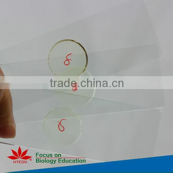 Individual microscope prepared slides Medical parasite microscope slides