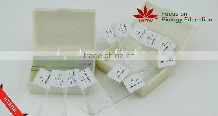 Animal Mitosis & Meiosis Prepared Slides Individual microscope prepared slide