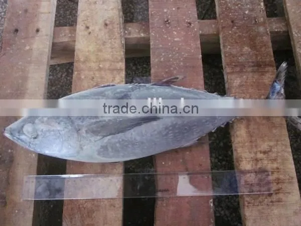 seafrozen big size Albacore Tuna Fish