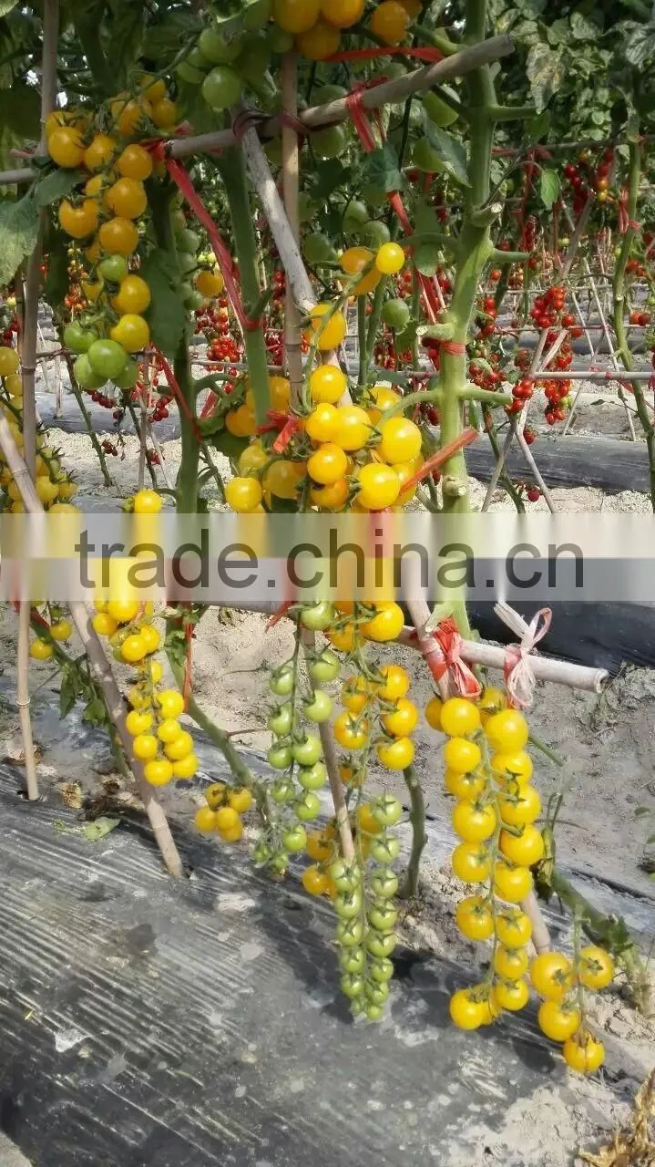 2016 Good quality Hybrid Golden yellow Cherry tomato seeds for growing and for sale-Golden Baby