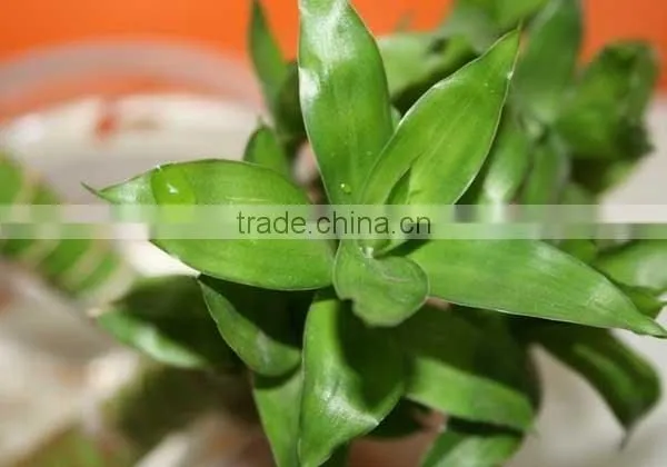 lucky bamboo