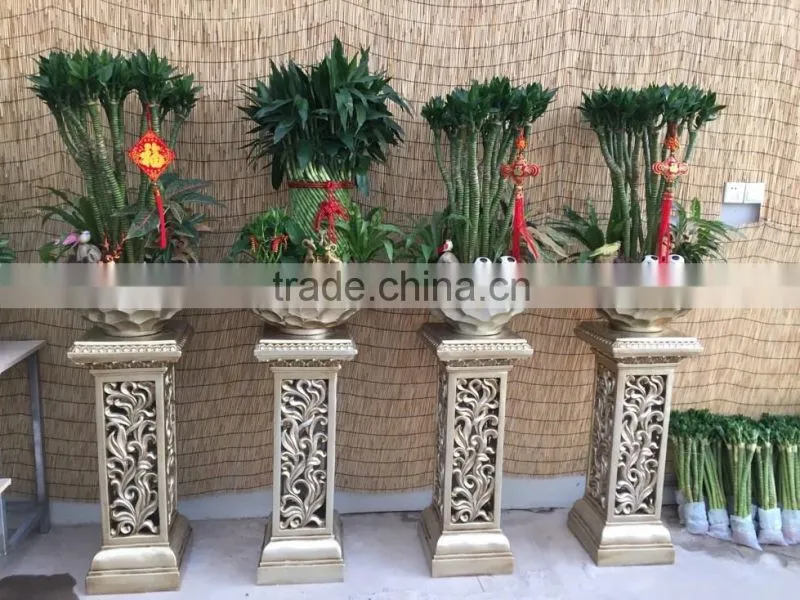 Dracaena sanderiana Sander