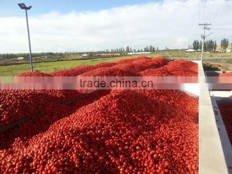 bulk tomato paste in drum chinese crop