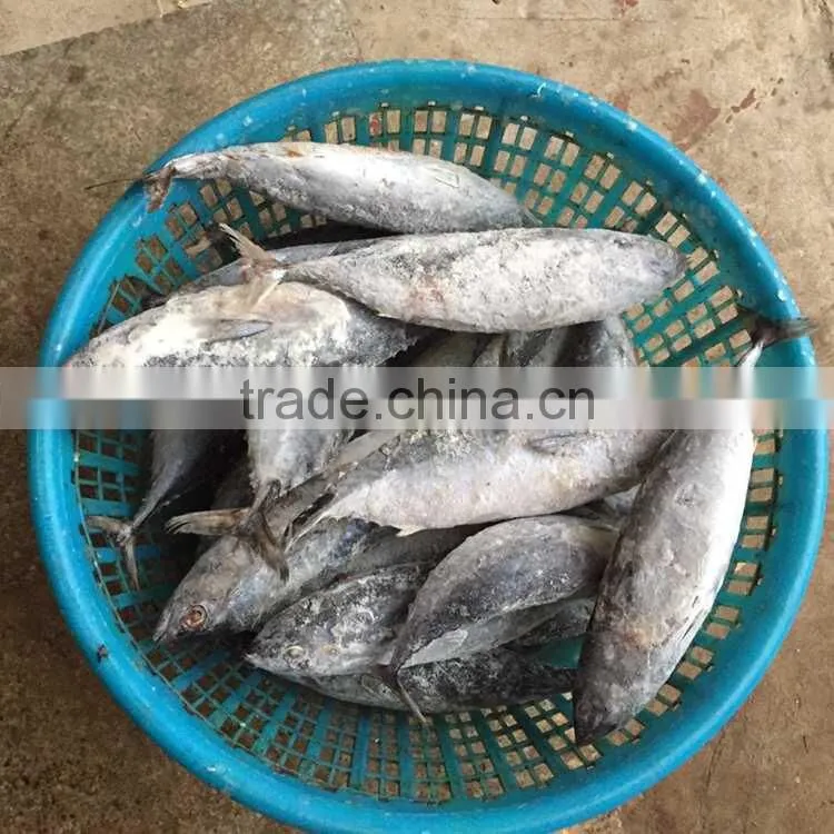 Frozen bonito tuna frozen bonito fish for sale