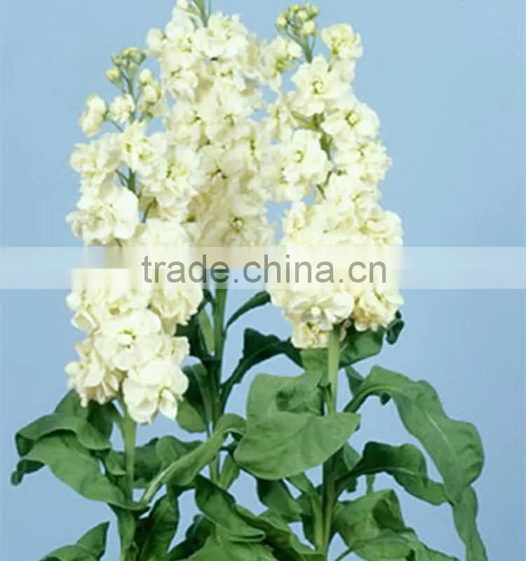 Colorful Best-Selling fragrant violet flowers