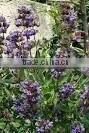 100% Natural Sage Oil