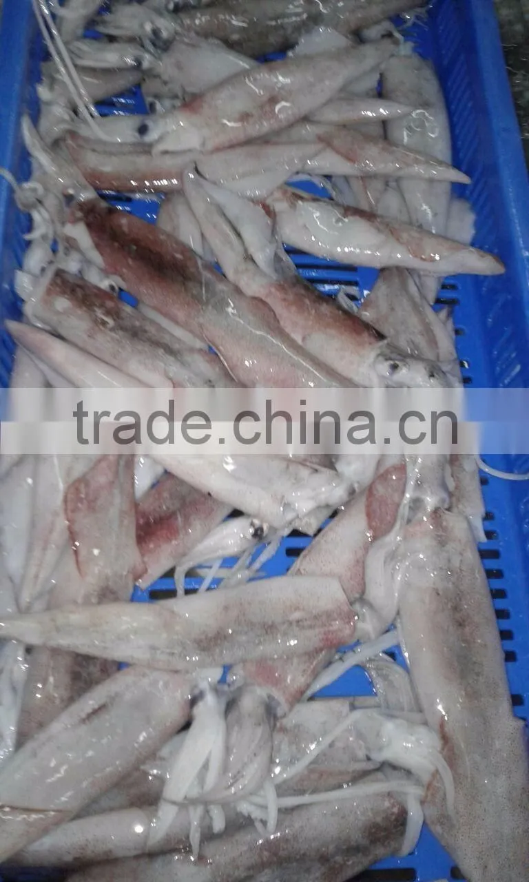 NEEDLE SQUID WHOLE
