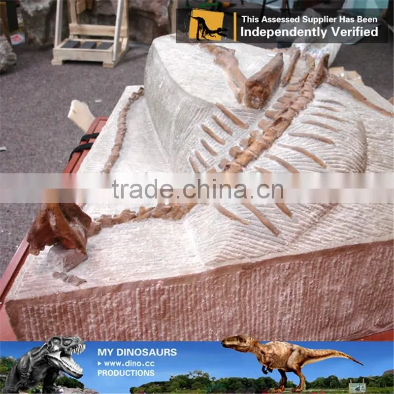 MY Dino-C095 Dinosaur fossil specimen for home decor