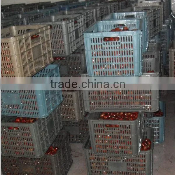 dandong kaili Chinese chestnuts big size