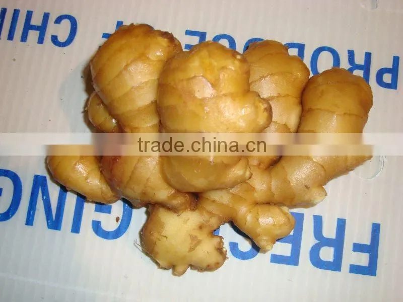 CHINESE FRESH GINGER for turkey good quality