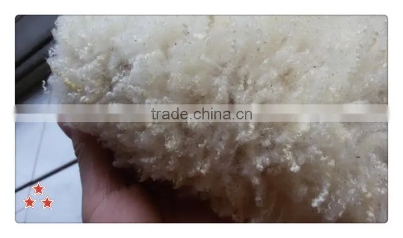 Australia clipped greasy raw wool