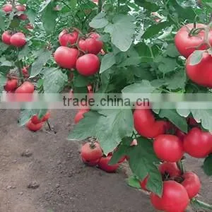 2016 High quality High yield Tomato seeds for growing- Tian Rui No.3