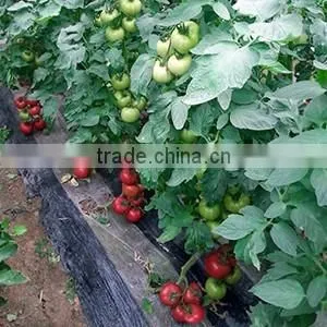 2016 Hybrid High yield disease-resistant Tomato seeds for growing- Tian Bao 338