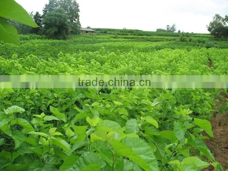 Morus alba L seedling