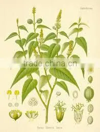 Cascarilla Bark Oil